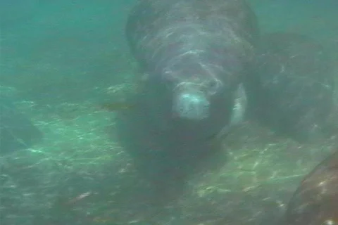 Underwater Pan of Manatee Surfacing for Air Stock Footage 142472