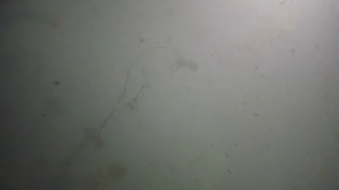 Underwater panic attack and chaos in an algae lake Stock Footage 118243549