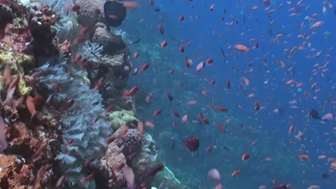 Underwater Paradise a Dazzling Dance of Reef Fish Stock Footage 338200568