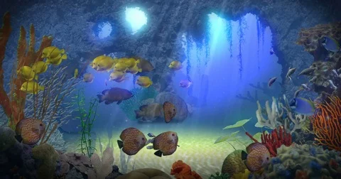 Underwater Paradise Vidéo 81455994