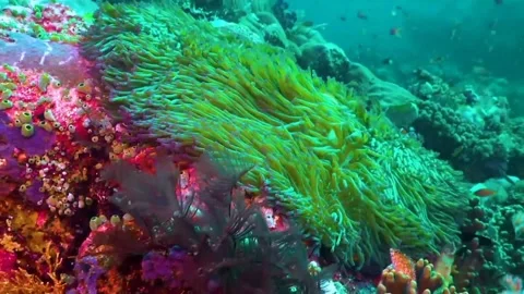 Underwater paradise Stock Footage 231090936