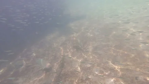 Underwater parrot fish Florida Keys Stock Footage 137973370