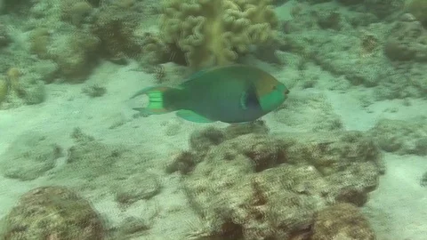 Underwater parrotfish Video stock 104046321