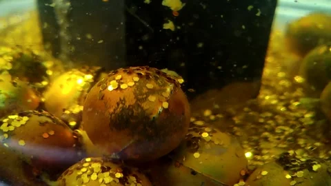 Underwater particles and bubbles, sparkles background footage Stock Footage 165085091