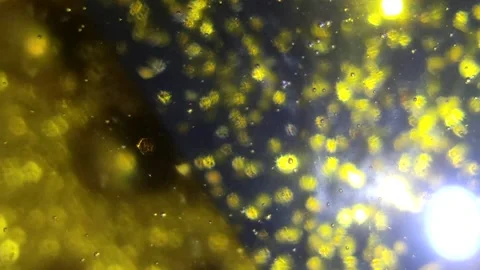 Underwater particles and bubbles, sparkles background footage Stock Footage 165085505