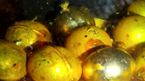 Underwater particles and bubbles, sparkles background footage Stock Footage 165085629
