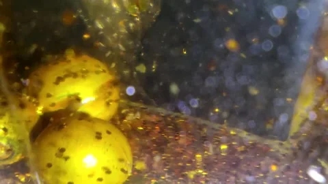 Underwater particles and bubbles, sparkles background footage Stock Footage 165085662