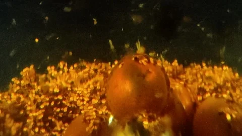 Underwater particles and bubbles, sparkles background footage Stock Footage 165085861