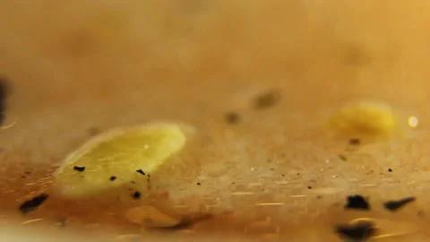 Underwater particles and bubbles, sparkles background footage Stock Footage 165369340