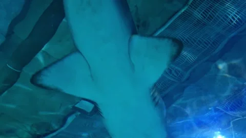 Underwater Patterns and Textures in a Swimming Pool Stock Footage 314282540