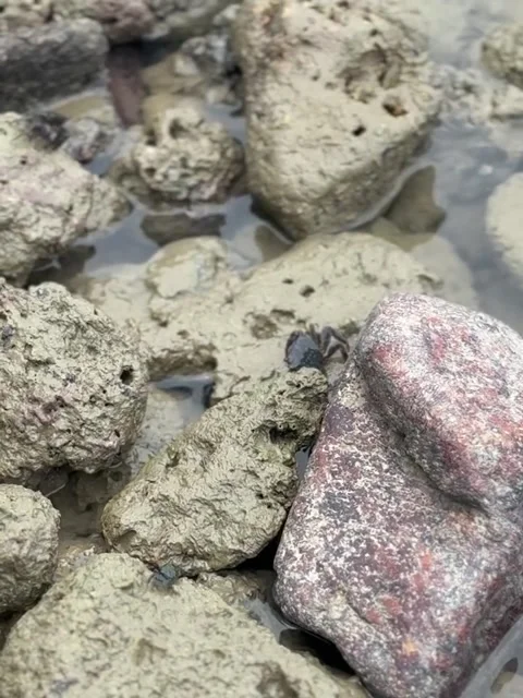 Underwater Pebbles and Clear Stream Video stock 340870883