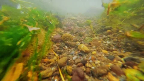 Underwater pebbles swirl with green algae and murky water Stock Footage 339276554