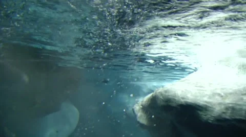 Underwater Penguins, acuarium Stock Footage 1097757
