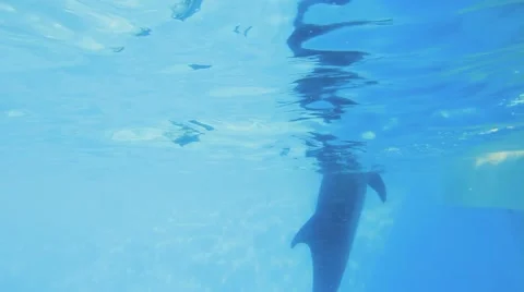 Underwater Performance Video stock 52427896