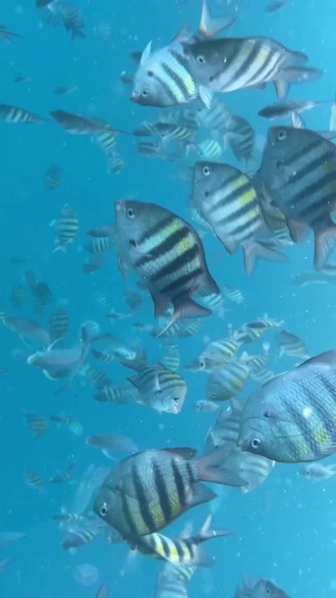 Underwater perspective of a school of fish Stock Footage 284796130
