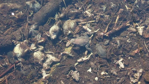An Underwater Perspective Showing Frog Remains Resting on the Stream Bed, Surrou Stock-Footage 318855587