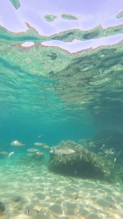 Underwater perspective showing a school of fish swimming in clear turquoise Stock Footage 338405396