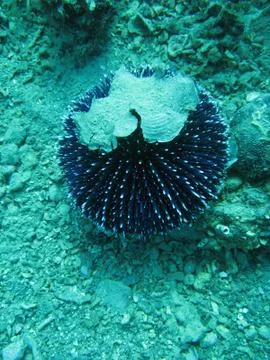 Underwater Stock Photos