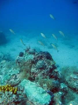 Underwater Stock Photos