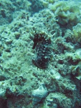 Underwater Stock-Fotos