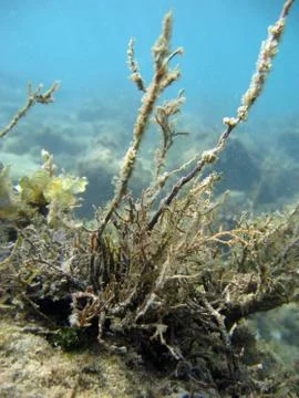 Underwater Stock Photos