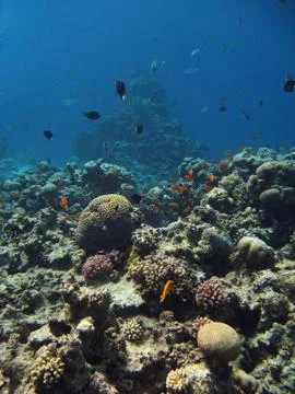 Underwater Foto stock