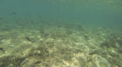 Underwater Stock Photos