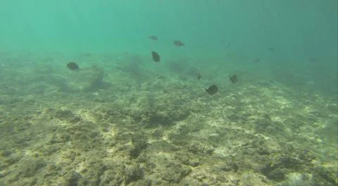 Underwater Stock Photos