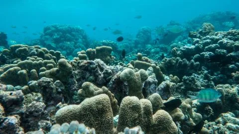 Underwater Stock Photos