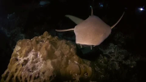 Underwater photographer shooting Tawny nurse sharks - Nebrius ferrugineus swims Stock Footage