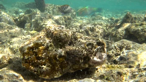 Underwater photography of fish of the Red Sea. Видео 98011353