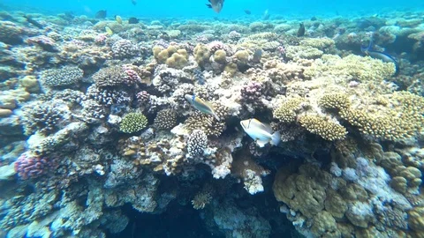 Underwater Picasso-triggerfish.Red Sea. Stock Footage 88706761