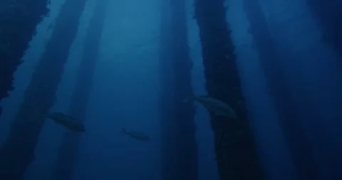 Underwater Pier In 8K Video stock 331114130
