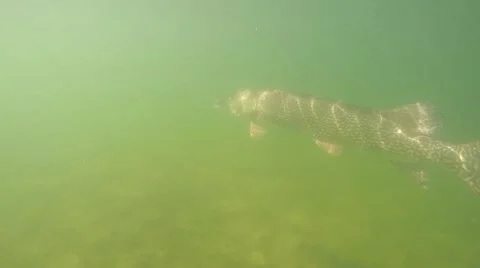 Underwater Pike Stock Footage 68570141