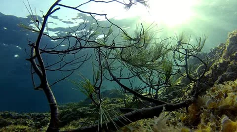 Underwater pine tree Stock Footage 11976658