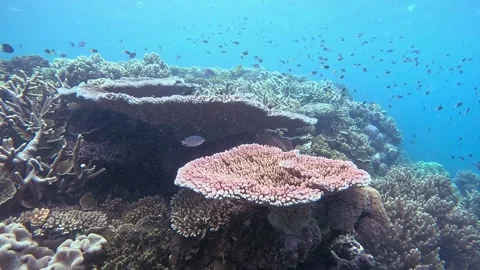 Underwater pink table coral surrounded by fish Stock Footage 329166054