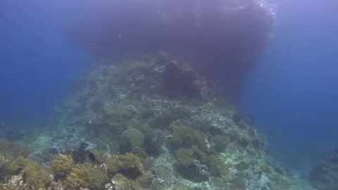 Underwater pinnacle breach surface with fish swim by. Video stock 70702135