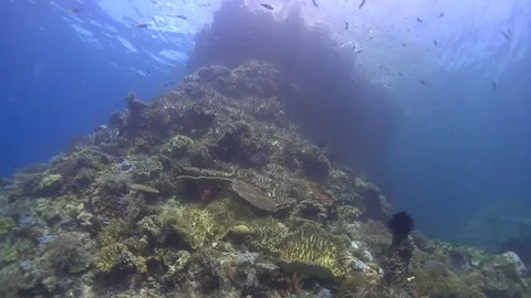 Underwater pinnacle breaching surface in raja ampat Video stock 70705521