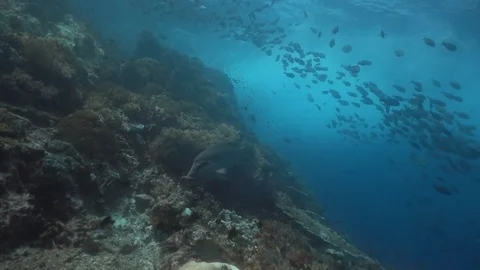 Underwater pinnacle with waves and fish Video stock 70713894
