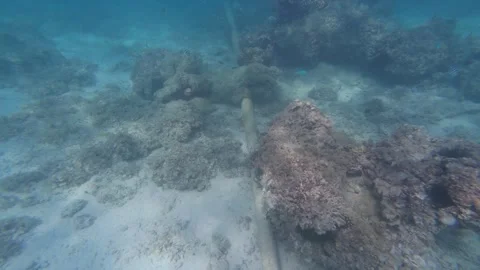 Underwater pipe lying on sandy seabed among coral in Fiji Vidéo 342091722