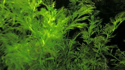 Underwater plant Stock Footage 2543381