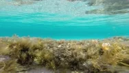 Underwater Plant Stock Footage