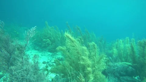 Underwater plant Stock Footage 75248477