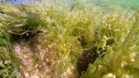 Underwater plant Video stock 75813220