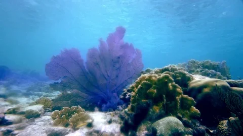 Underwater plant Stock Footage 77630058