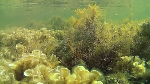 Underwater plant Stock Footage 91094982
