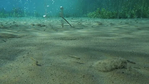 Underwater plants and sandy bottom bubbling with bubbles ascending, Spring pond Stock-Footage 227151146