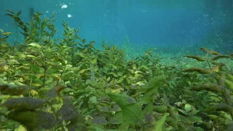 Underwater plants  with bubbles ascending on the bottom of the pond, Spring pond Video stock 227323685