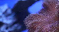 Underwater Plants Stock Footage