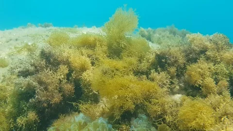 Underwater plants Stock Footage 91660251